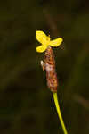 Carolina yelloweyed grass